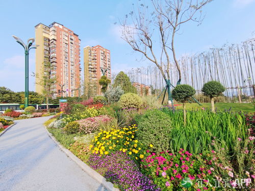 翠屏區(qū) 城市花海妝點(diǎn)幸福生活，精細(xì)管理提升綠化品質(zhì)